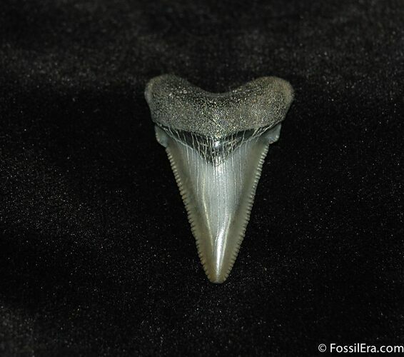 Beautiful Inch Angustiden Shark Tooth Fossil #188
